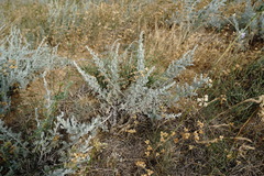 Artemisia lercheana