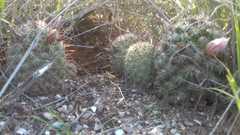 Mammillaria sheldonii
