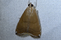 Trischistognatha pyrenealis