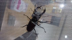 Lucanus
