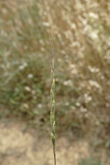 Aegilops cylindrica