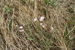Convolvulus cantabrica
