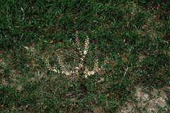 Lepidium perfoliatum