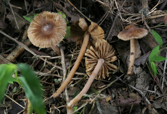 Inocybe subradiata