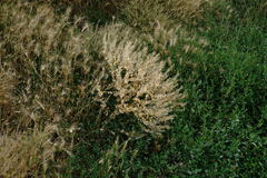 Lepidium perfoliatum