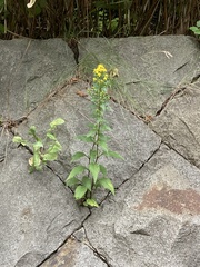 Solidago virgaurea asiatica
