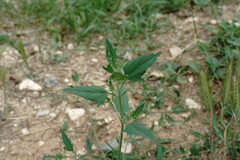 Atriplex patula