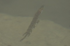 Heterostichus rostratus