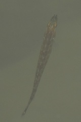 Heterostichus rostratus