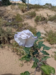 Datura wrightii