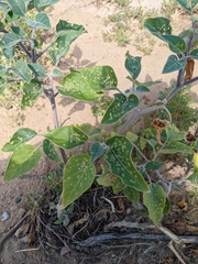 Datura wrightii
