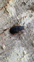 Haplandrus fulvipes