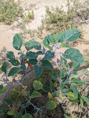 Datura wrightii