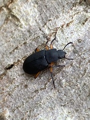 Haplandrus fulvipes