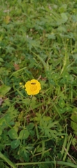 Ranunculus acris