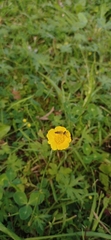 Ranunculus acris
