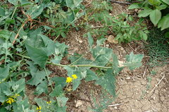 Atriplex micrantha