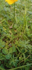 Ranunculus acris