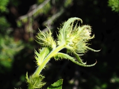 Cirsium carniolicum