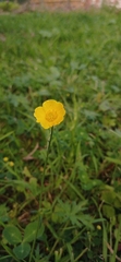 Ranunculus acris