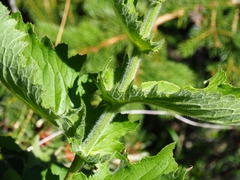 Cirsium carniolicum