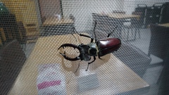 Lucanus