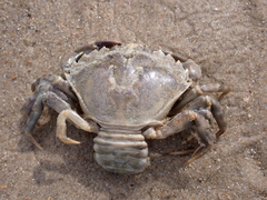 Carcinus maenas