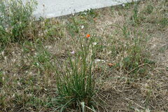 Lolium multiflorum