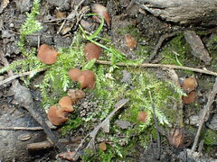 Trichophaea brunnea