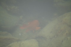 Hypsypops rubicundus