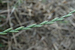 Lolium multiflorum