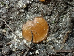 Trichophaea brunnea