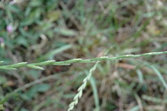 Lolium multiflorum