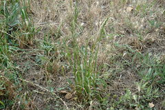 Lolium multiflorum