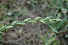 Lolium multiflorum