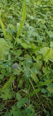 Trifolium pratense