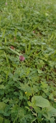Trifolium pratense