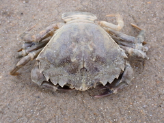 Carcinus maenas