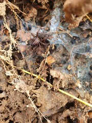 Inermocoelotes inermis