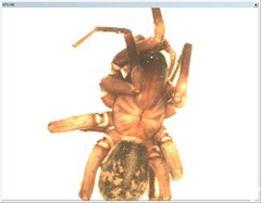 Inermocoelotes inermis