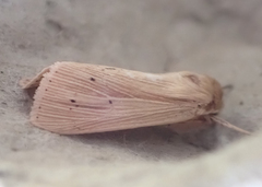 Mythimna