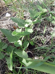 Aristolochia hirta