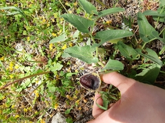 Aristolochia hirta