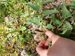Aristolochia hirta