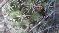 Mammillaria sheldonii