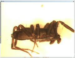 Apostenus fuscus