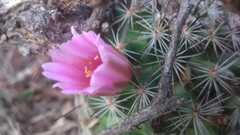 Mammillaria sheldonii