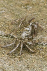 Pachygrapsus crassipes