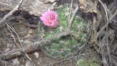 Mammillaria sheldonii
