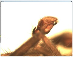 Apostenus fuscus